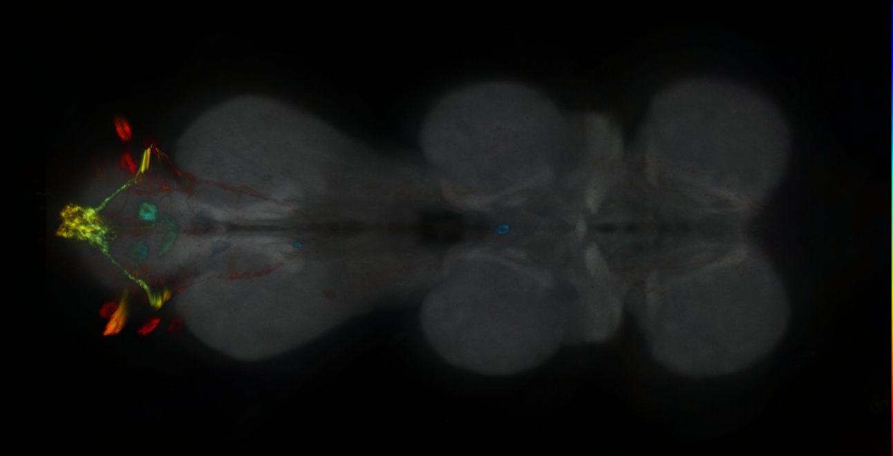 P{GMR21F05-GAL4} expression pattern