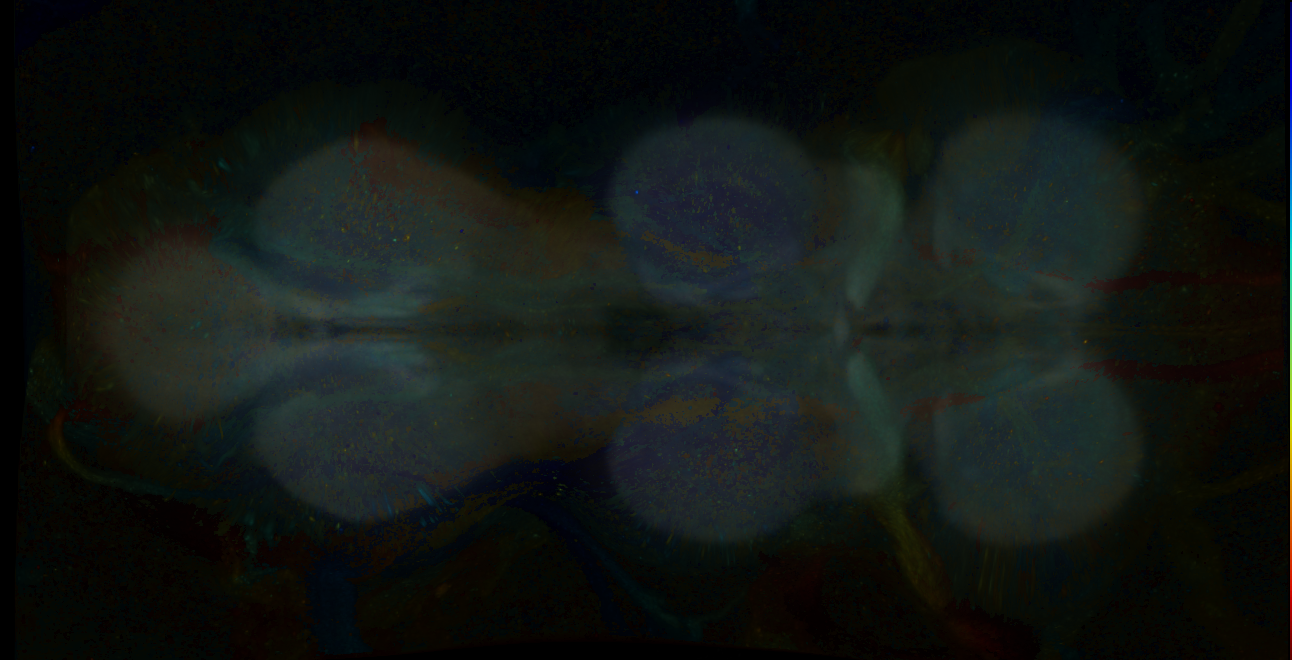 P{GMR21H05-GAL4} expression pattern