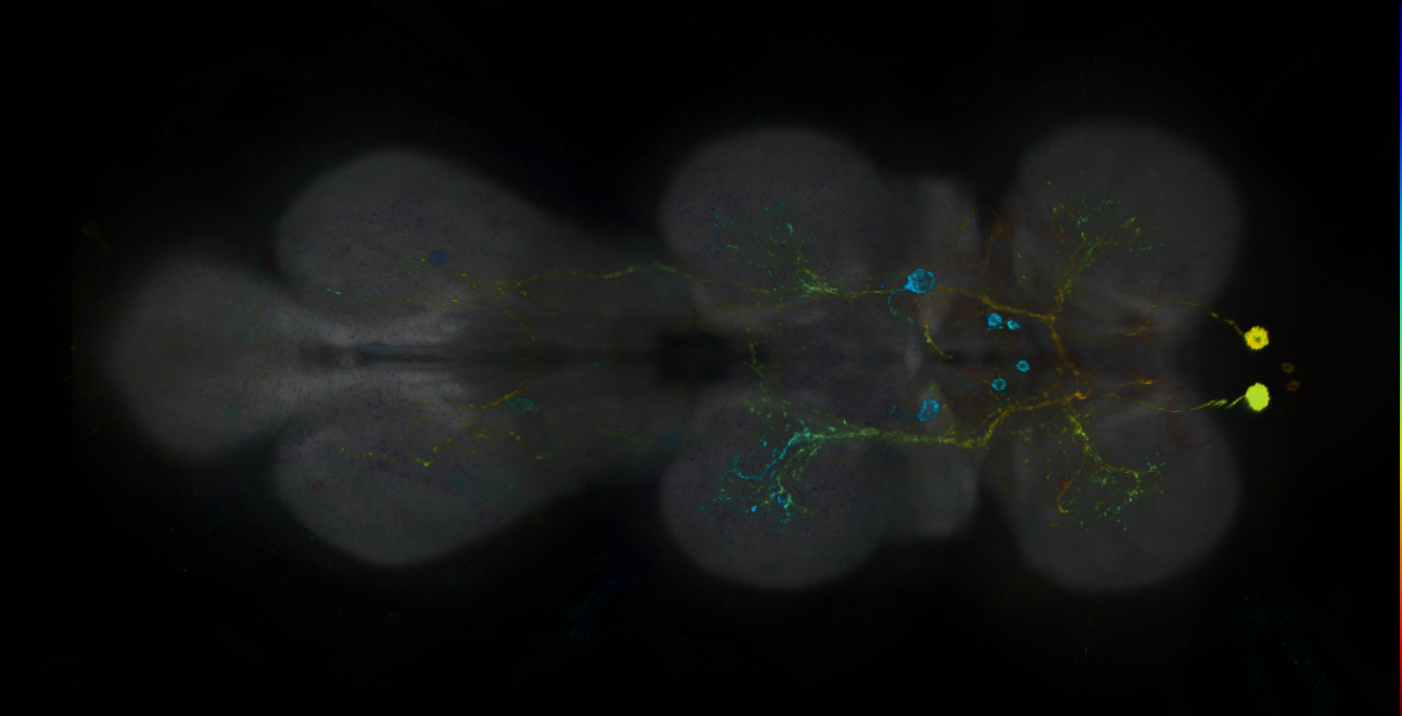 P{GMR21H09-GAL4} expression pattern