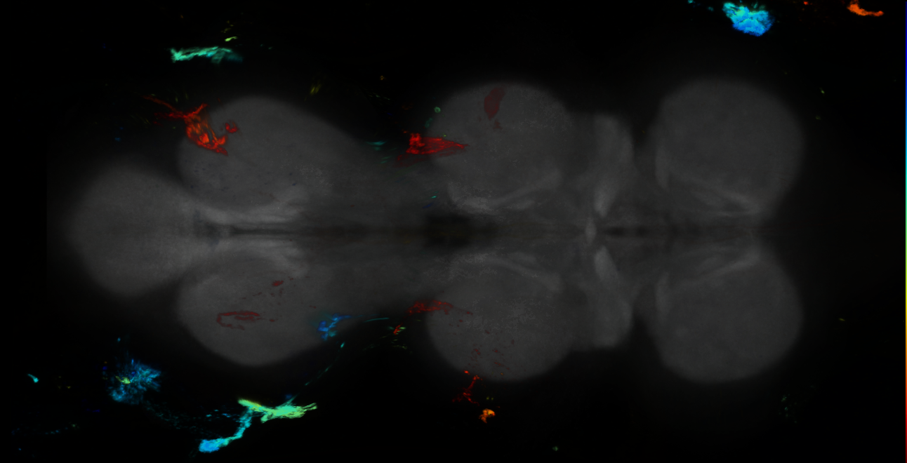 P{GMR22B03-GAL4} expression pattern