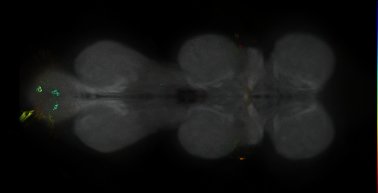 P{GMR22C02-GAL4} expression pattern