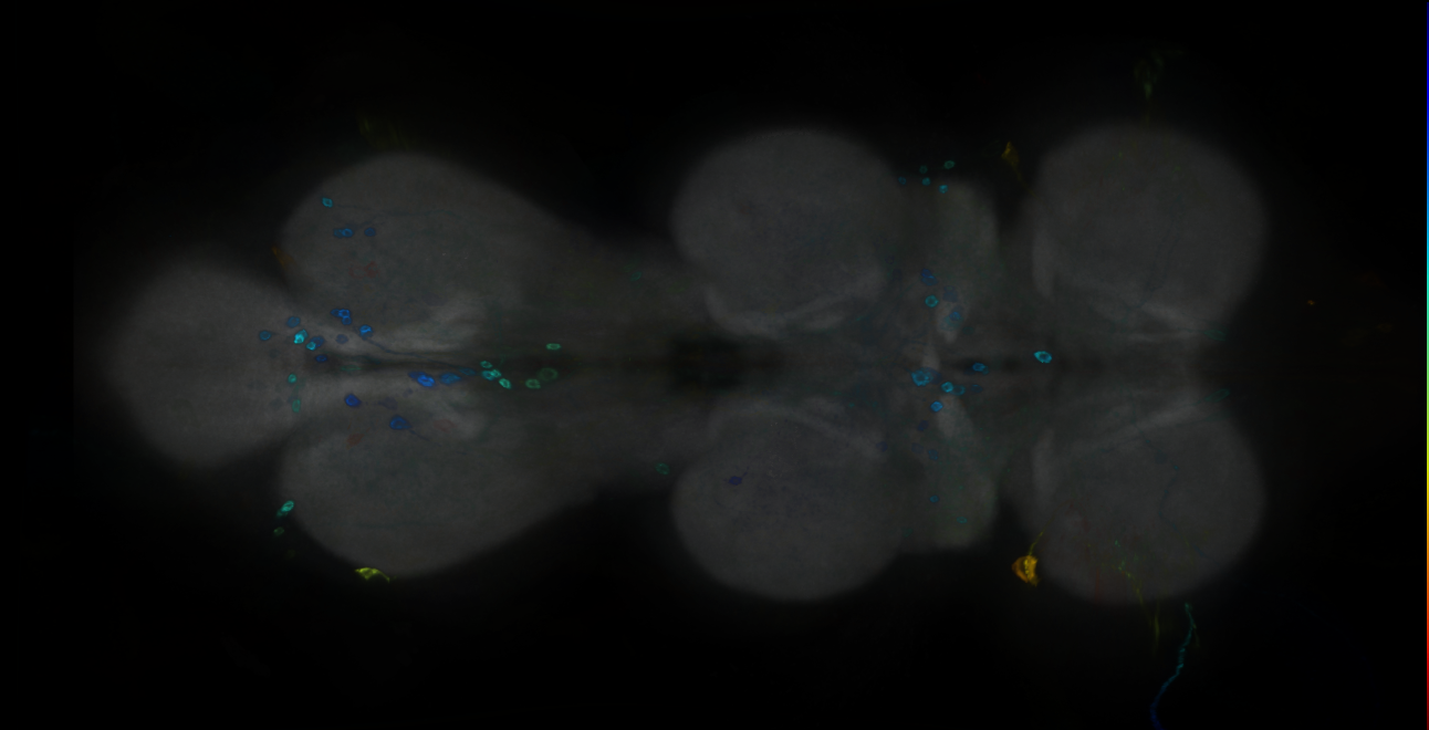 P{GMR22C10-GAL4} expression pattern
