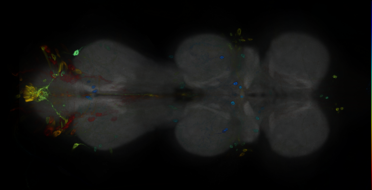 P{GMR22C12-GAL4} expression pattern