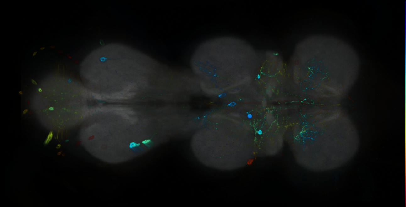 P{GMR22D06-GAL4} expression pattern