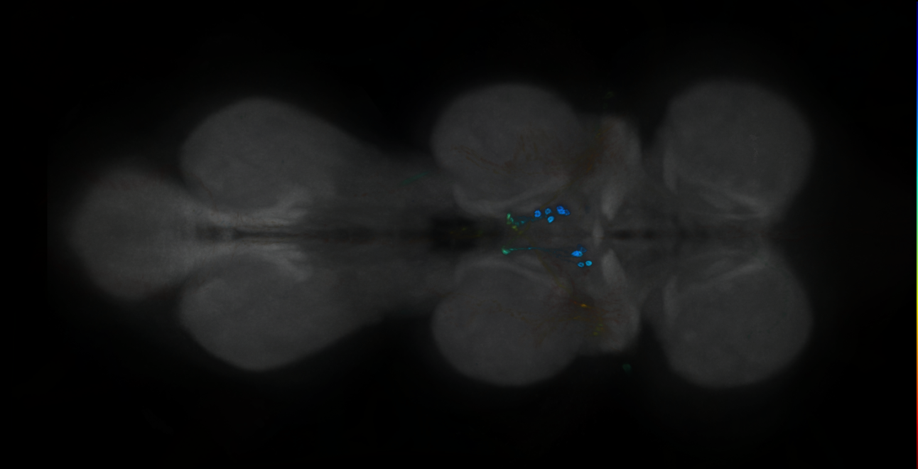 P{GMR22E12-GAL4} expression pattern