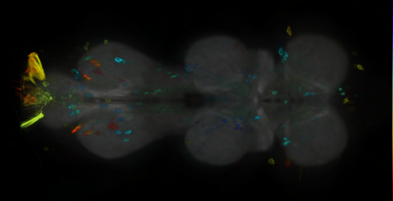 P{GMR22F12-GAL4} expression pattern