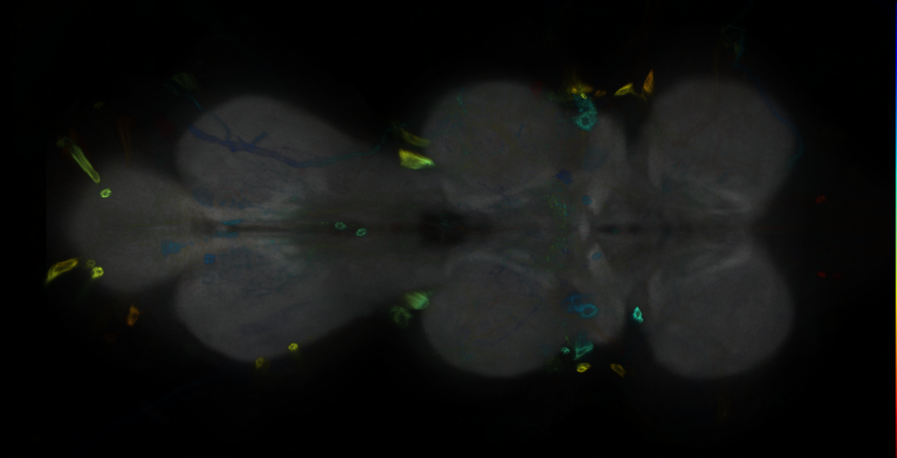 P{GMR22H05-GAL4} expression pattern