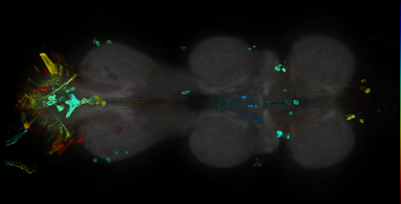 P{GMR22H09-GAL4} expression pattern