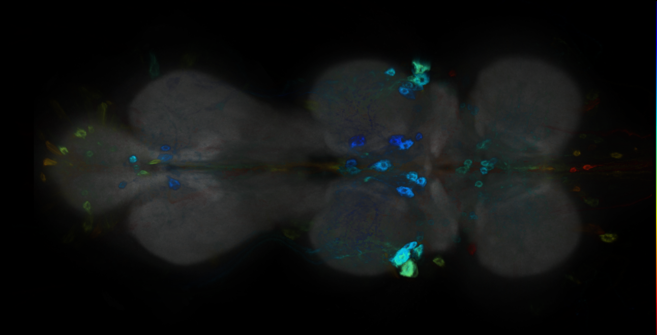 P{GMR23A06-GAL4} expression pattern