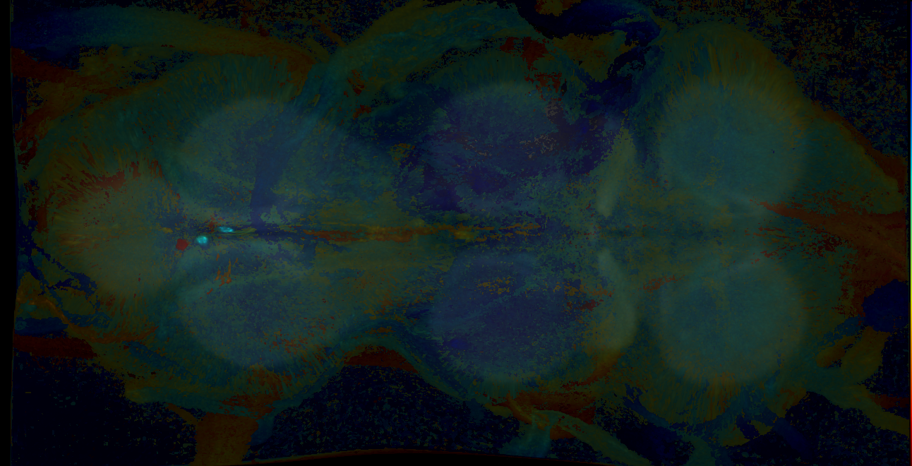 P{GMR23A08-GAL4} expression pattern