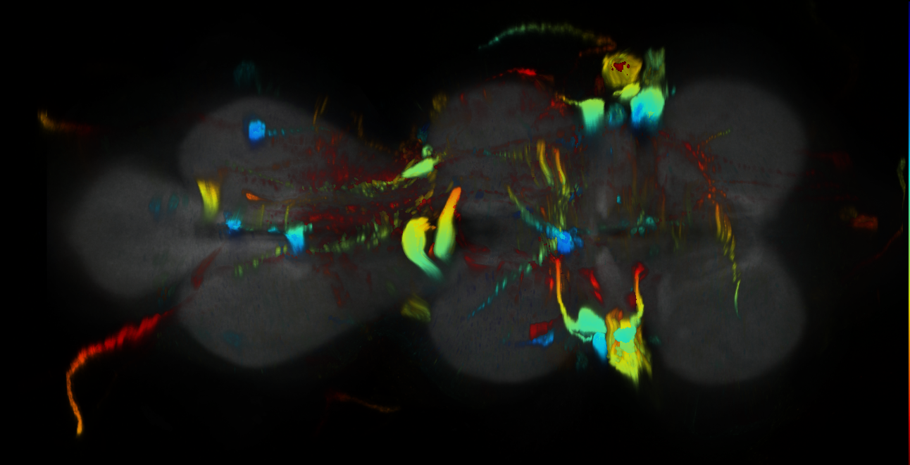 P{GMR23B05-GAL4} expression pattern