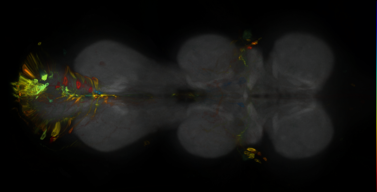 P{GMR23B09-GAL4} expression pattern
