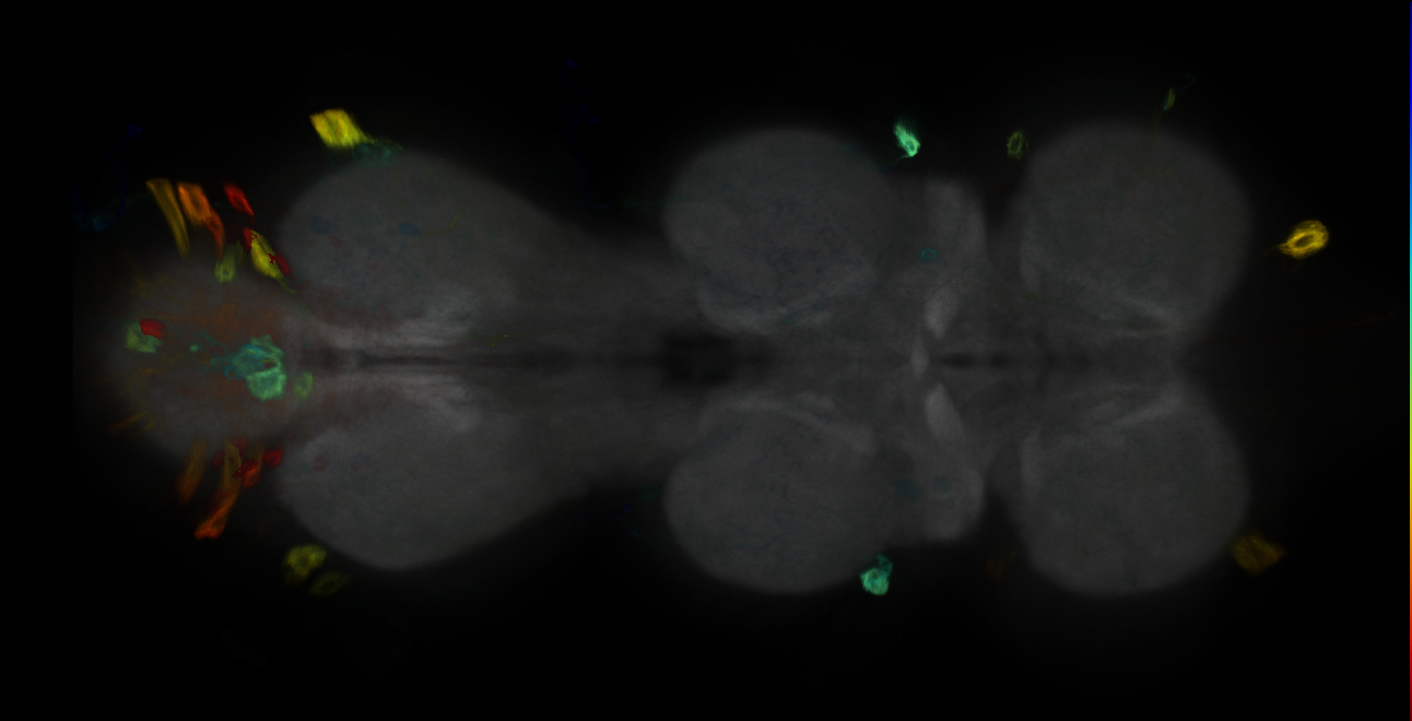 P{GMR23C12-GAL4} expression pattern