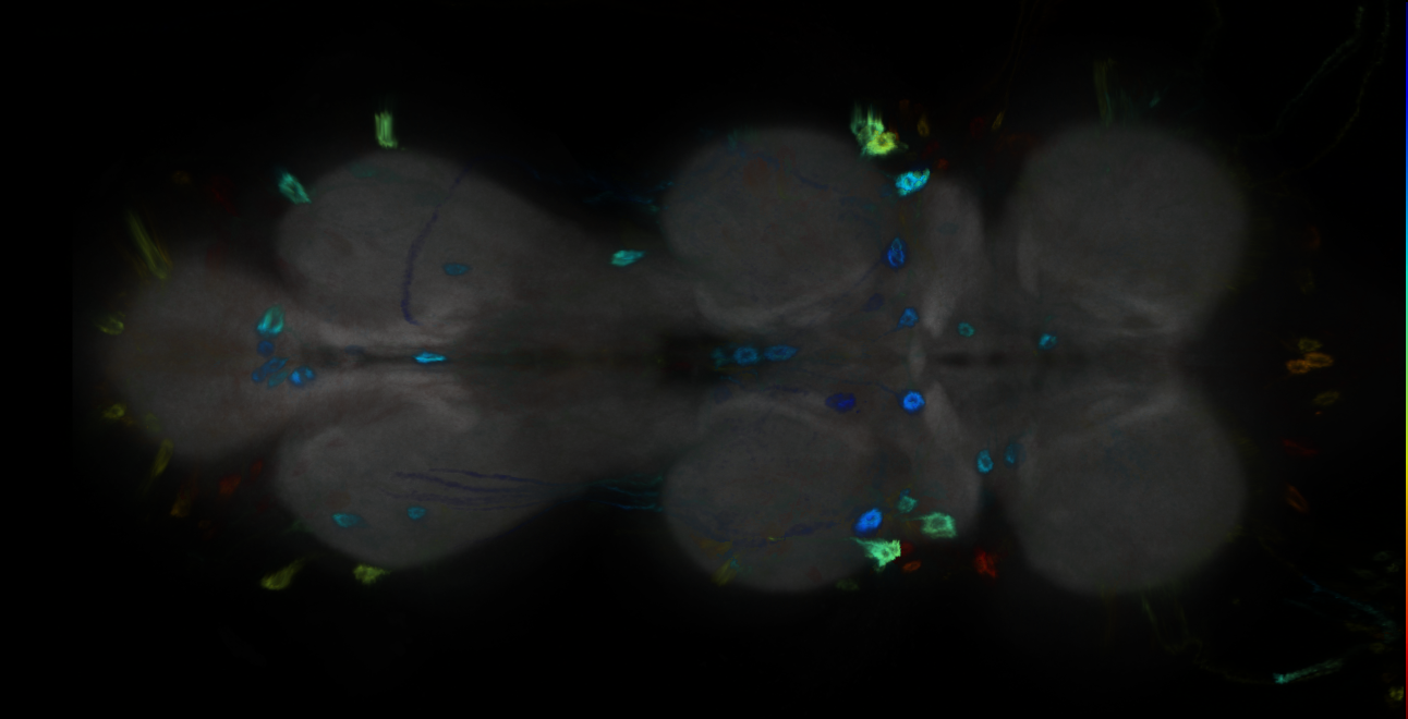 P{GMR23D03-GAL4} expression pattern