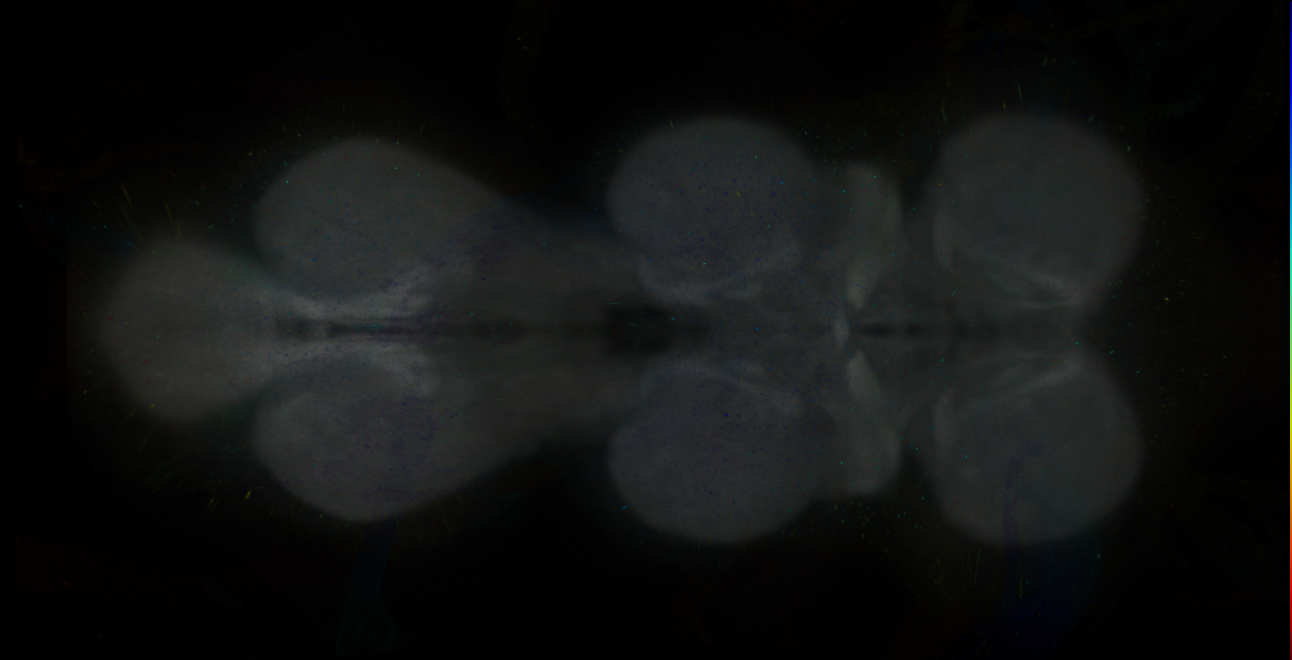 P{GMR23D04-GAL4} expression pattern