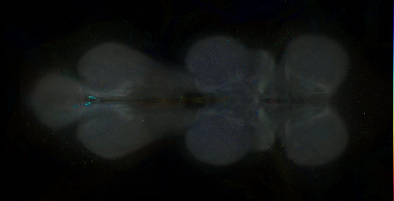 P{GMR23D05-GAL4} expression pattern
