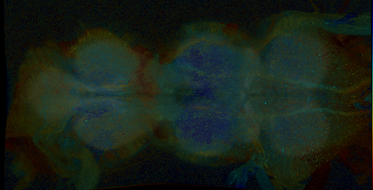 P{GMR23E01-GAL4} expression pattern