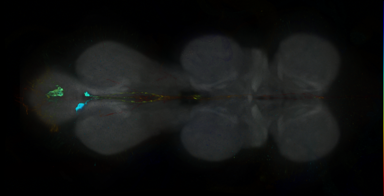 P{GMR23E03-GAL4} expression pattern