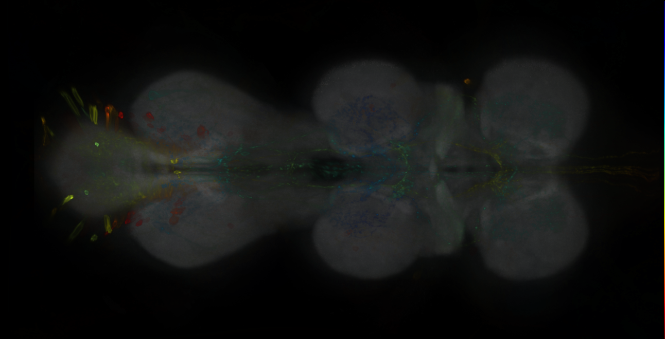 P{GMR23E05-GAL4} expression pattern