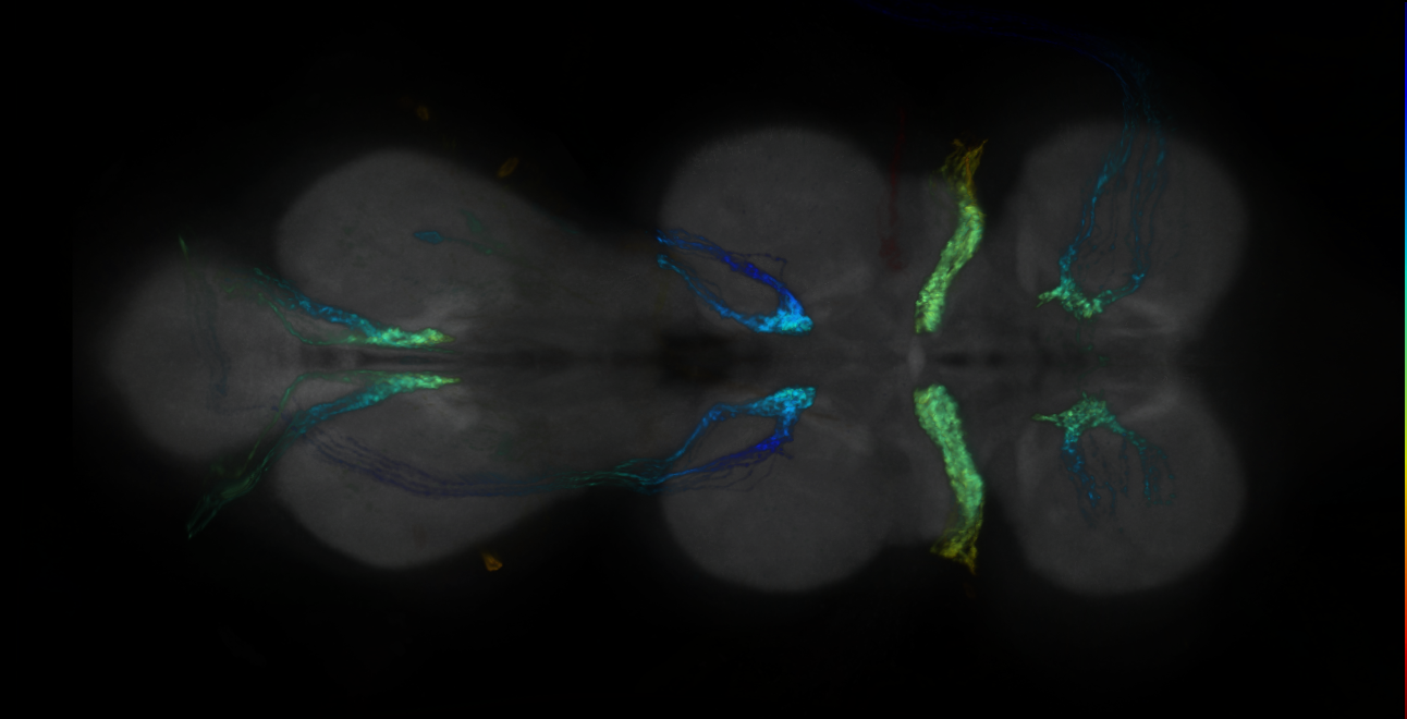 P{GMR23F01-GAL4} expression pattern