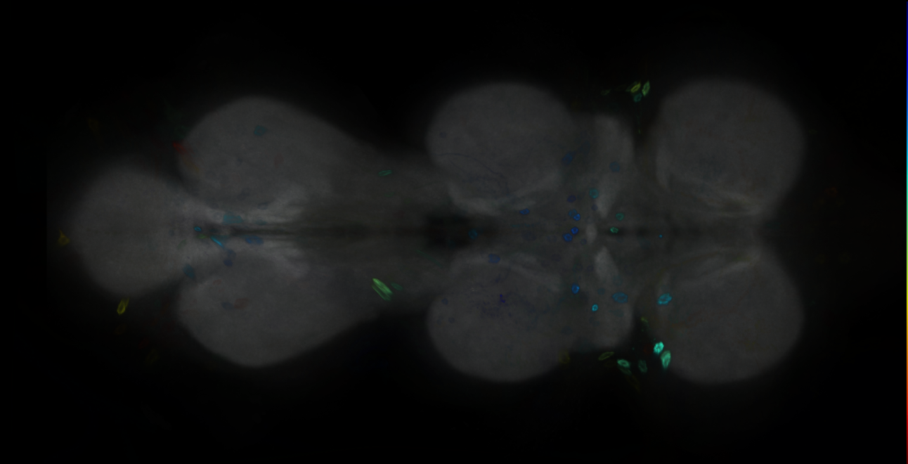 P{GMR23F07-GAL4} expression pattern