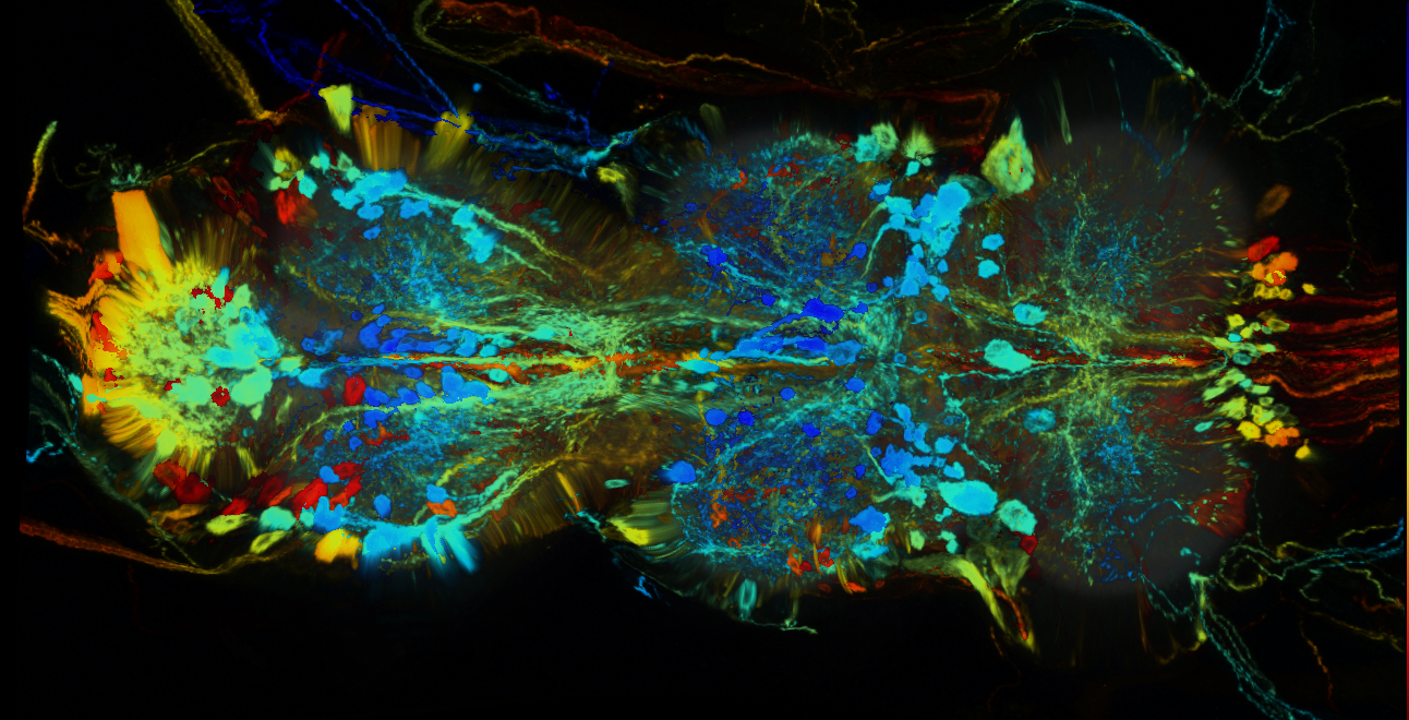 P{GMR23F10-GAL4} expression pattern