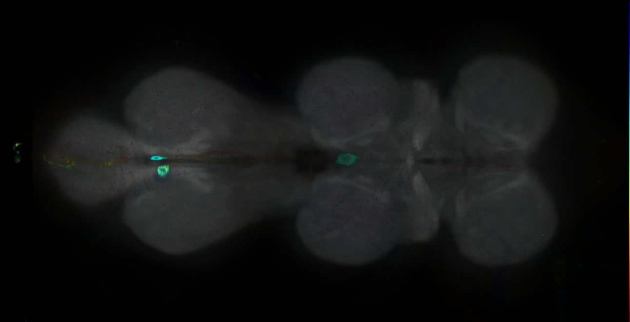 P{GMR23G03-GAL4} expression pattern