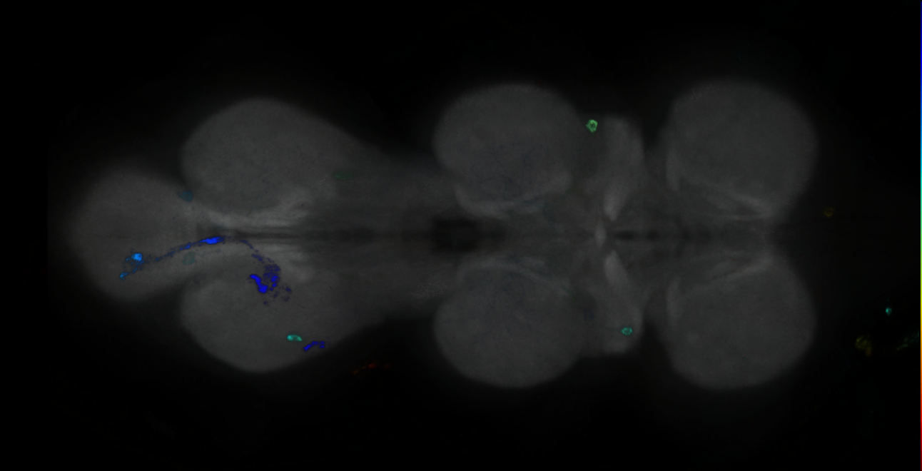 P{GMR23G04-GAL4} expression pattern