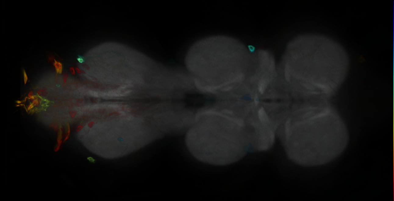 P{GMR23G09-GAL4} expression pattern