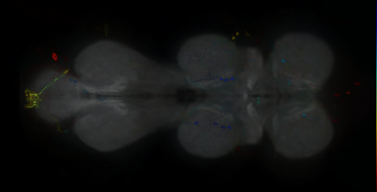 P{GMR23H01-GAL4} expression pattern