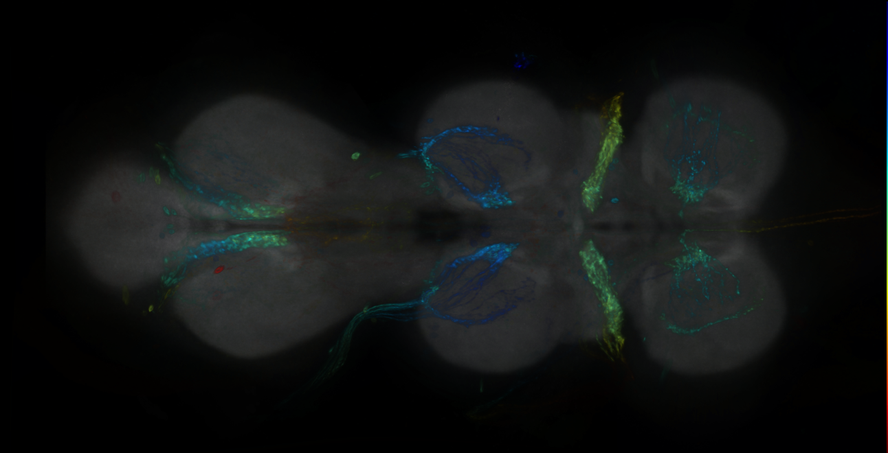 P{GMR23H03-GAL4} expression pattern