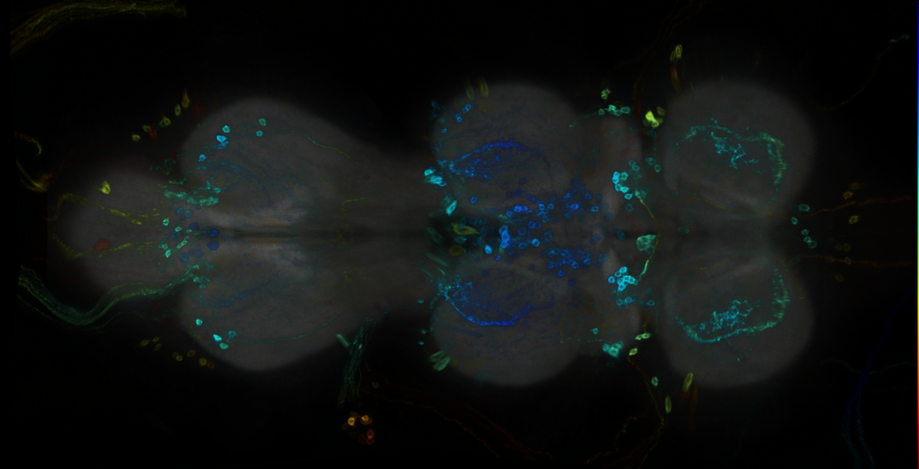 P{GMR23H05-GAL4} expression pattern