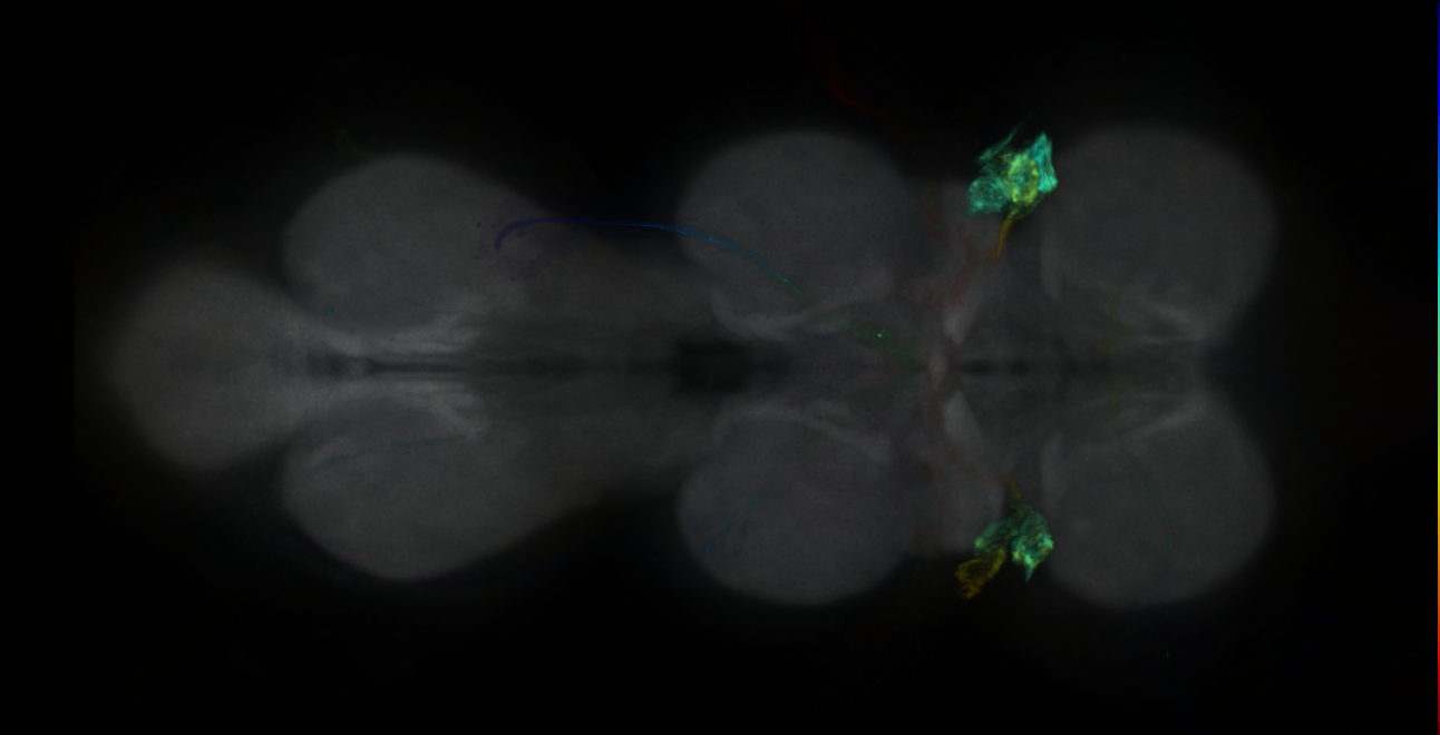 P{GMR23H06-GAL4} expression pattern