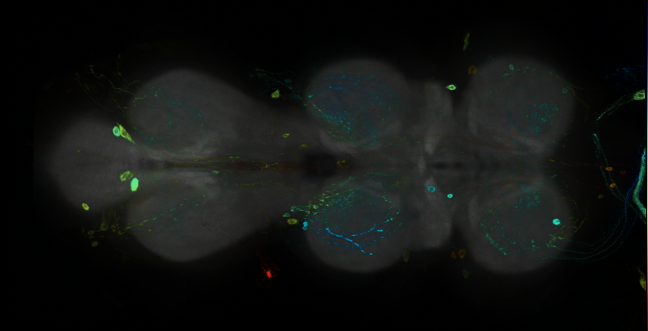 P{GMR24A01-GAL4} expression pattern