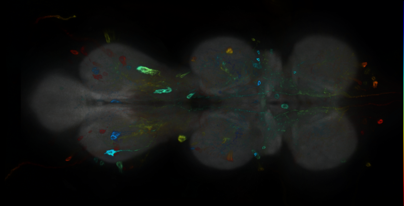P{GMR24A02-GAL4} expression pattern