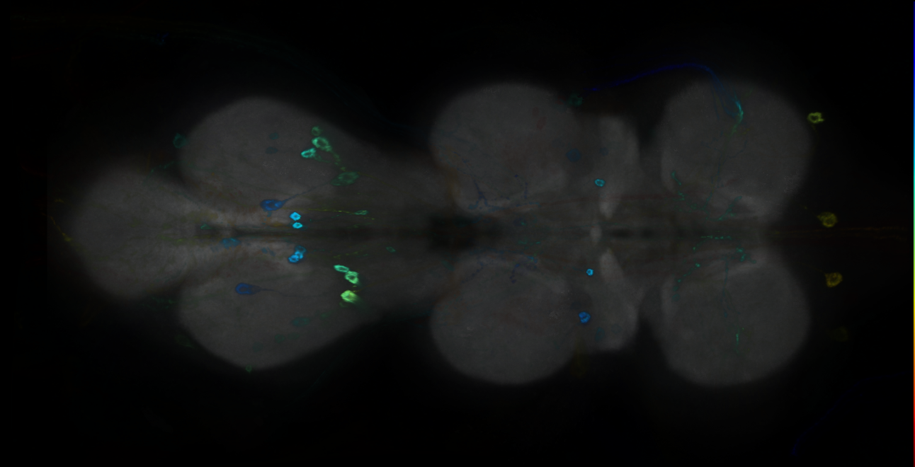 P{GMR24A03-GAL4} expression pattern