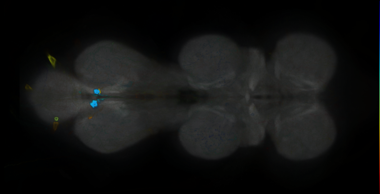P{GMR24A05-GAL4} expression pattern
