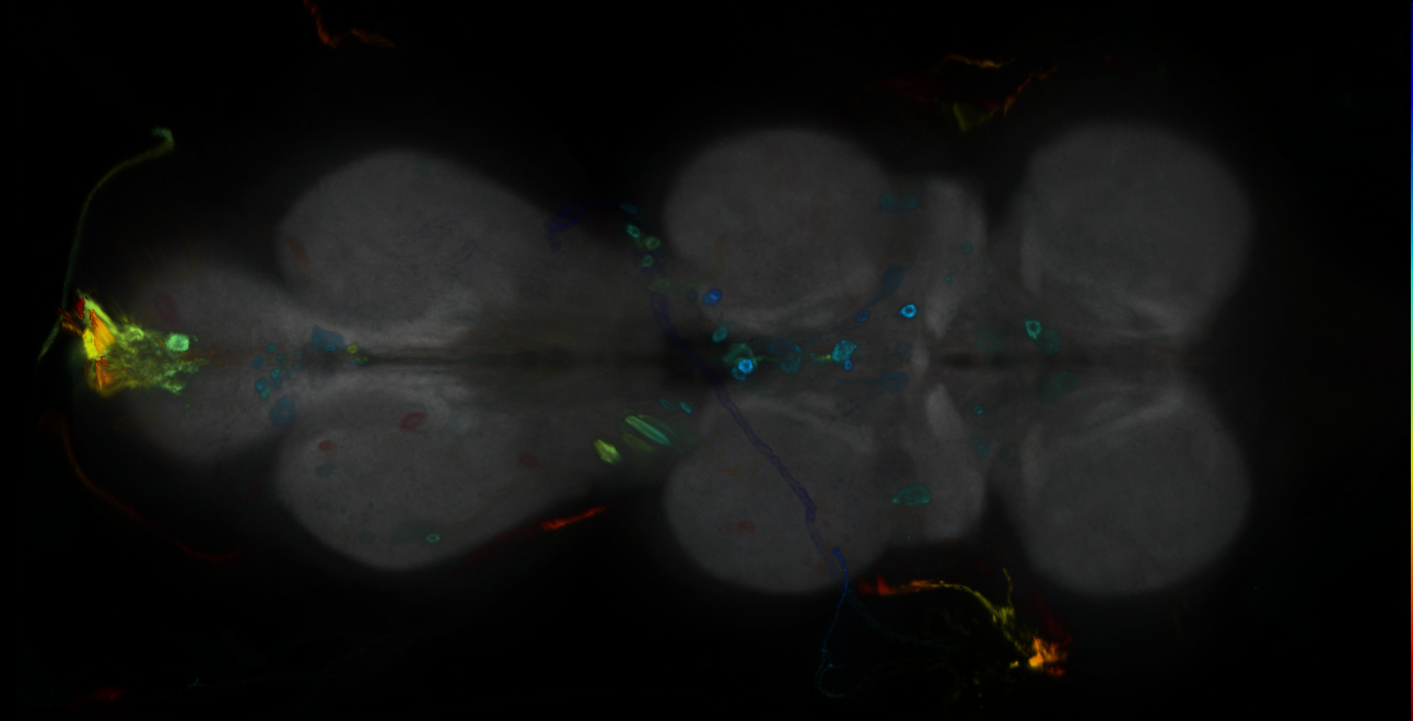 P{GMR24A08-GAL4} expression pattern
