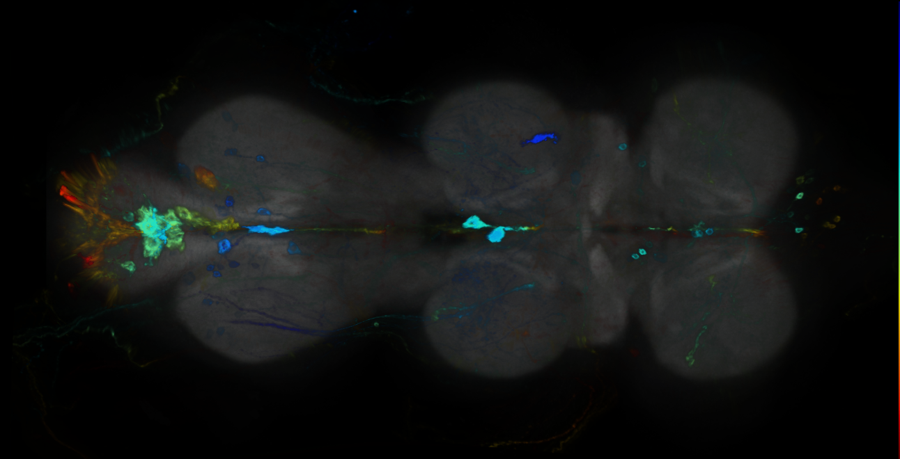 P{GMR24A12-GAL4} expression pattern