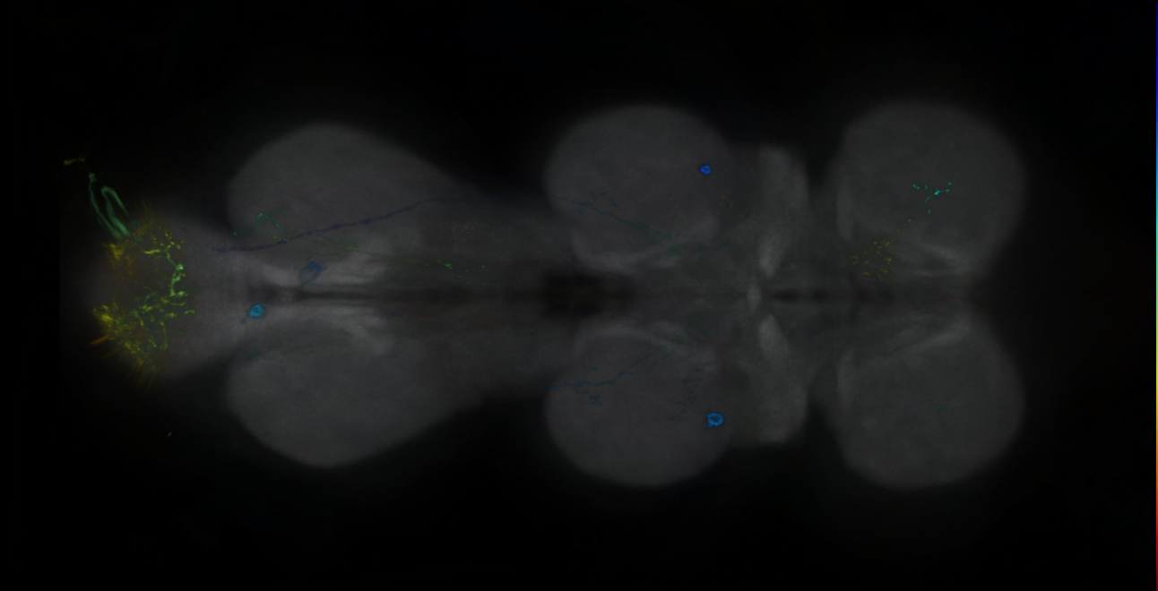 P{GMR24B01-GAL4} expression pattern