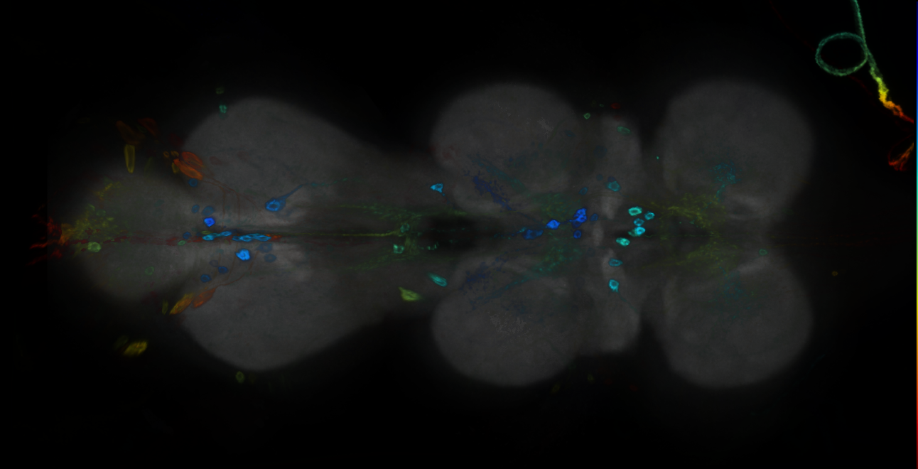 P{GMR24B03-GAL4} expression pattern