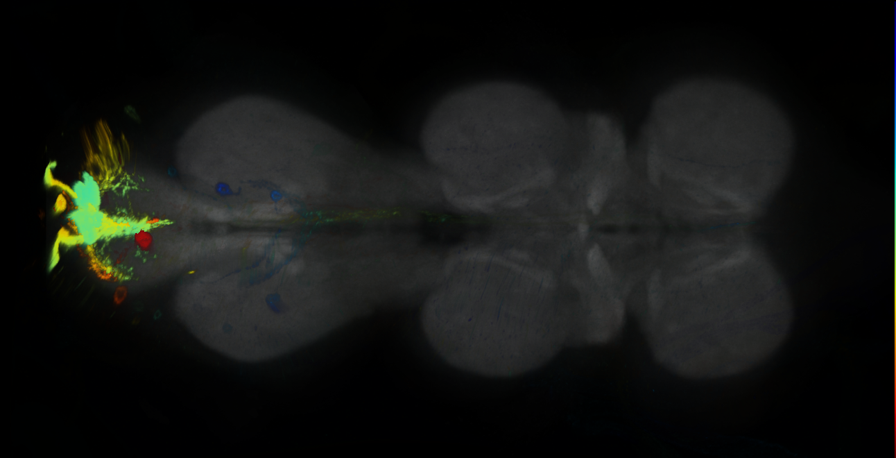 P{GMR24B05-GAL4} expression pattern
