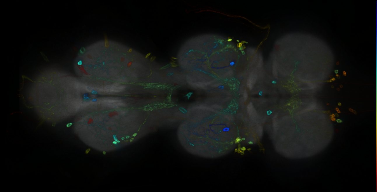 P{GMR24C01-GAL4} expression pattern