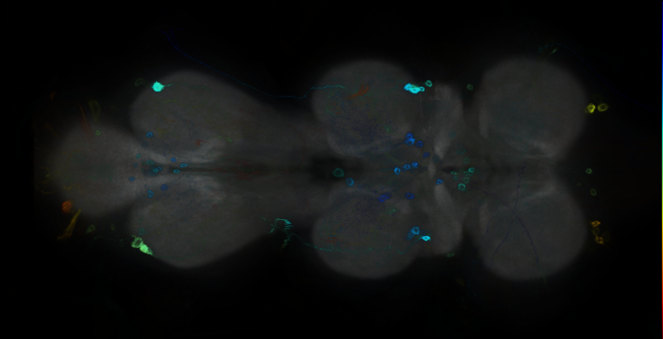 P{GMR24C06-GAL4} expression pattern