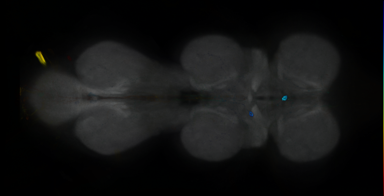 P{GMR24C08-GAL4} expression pattern