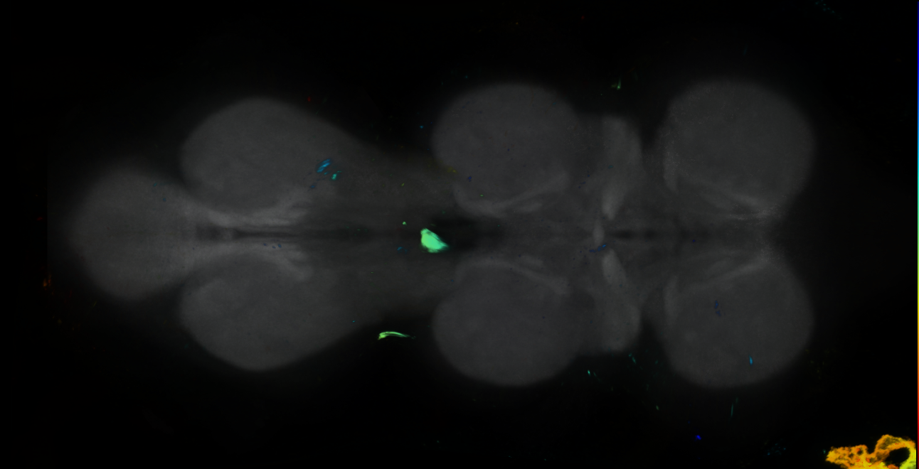 P{GMR24D03-GAL4} expression pattern