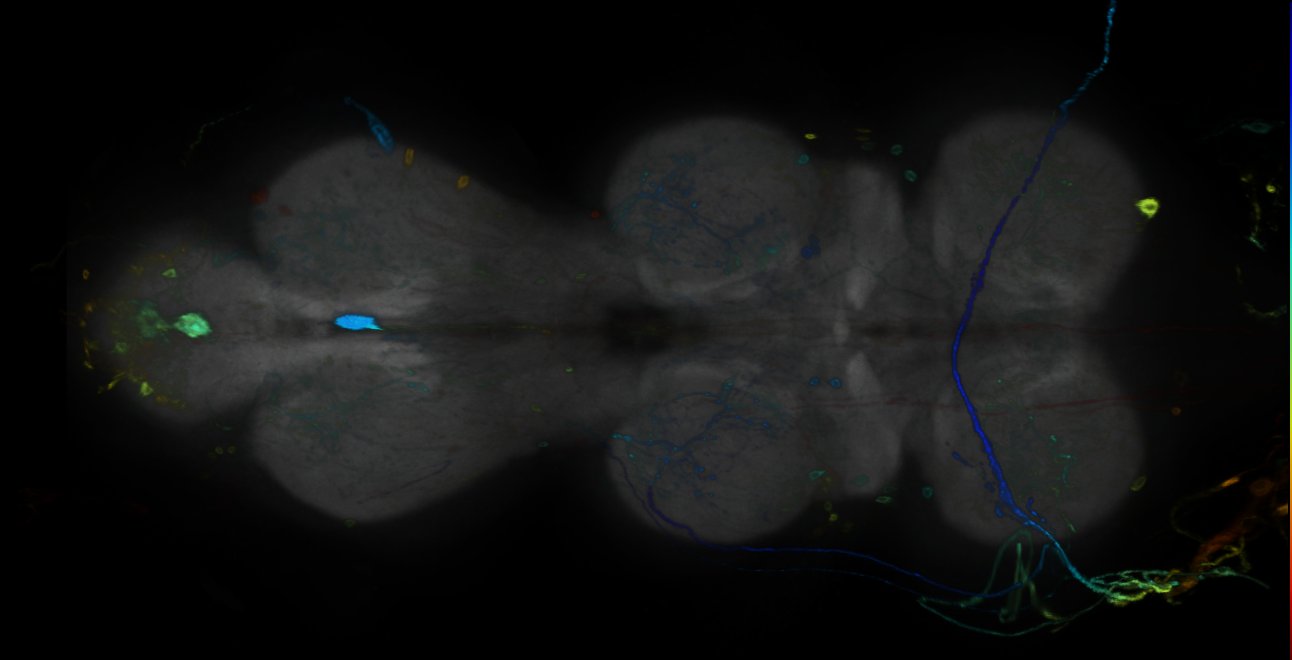 P{GMR24D12-GAL4} expression pattern