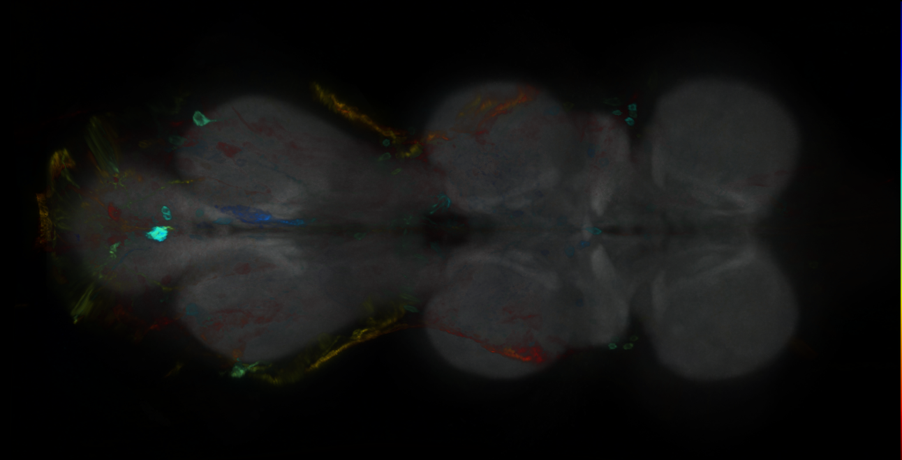 P{GMR24E11-GAL4} expression pattern