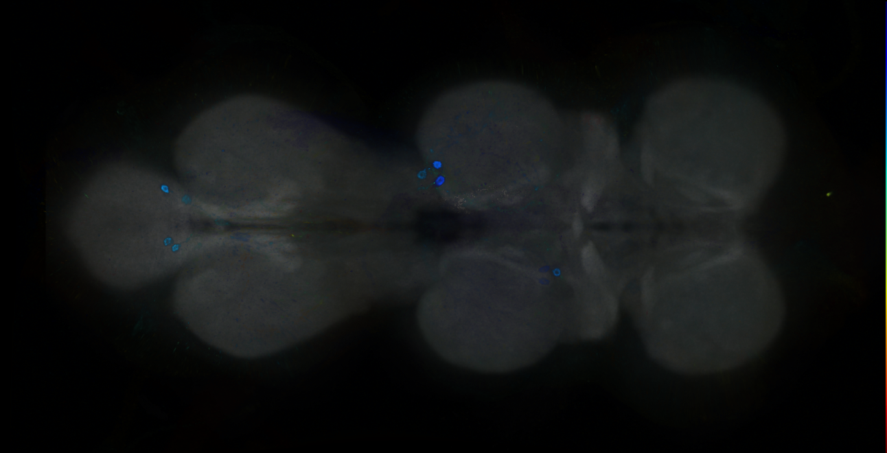 P{GMR24F12-GAL4} expression pattern