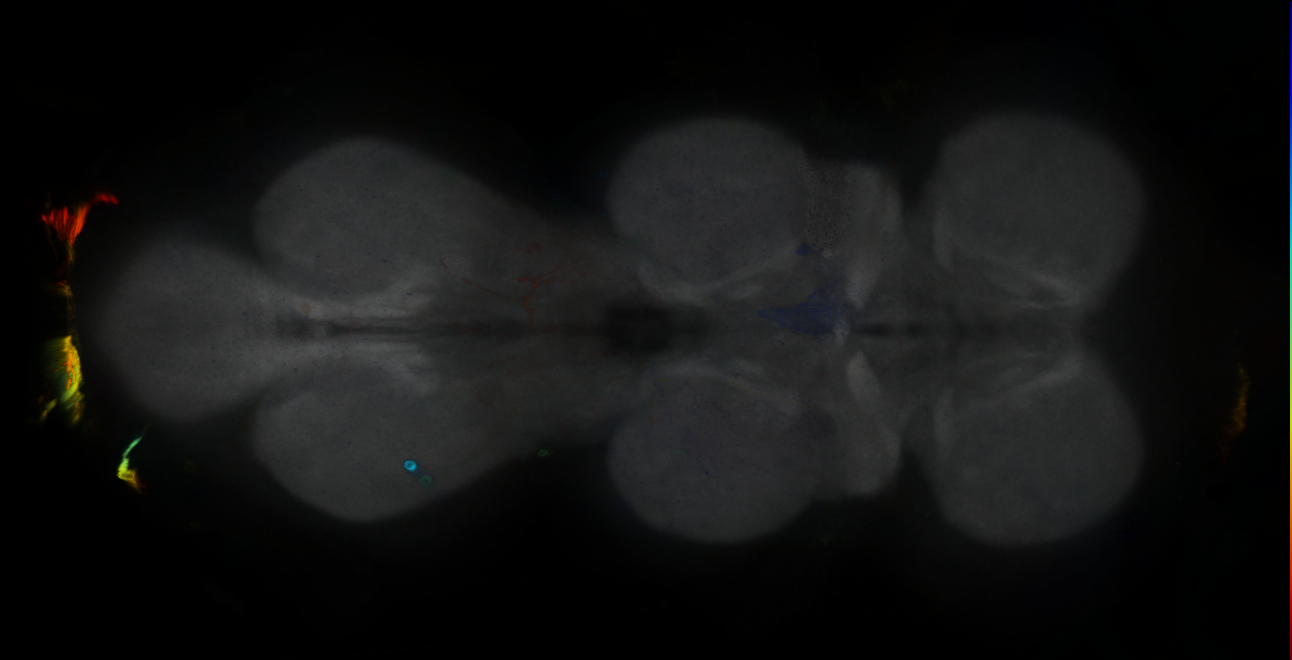 P{GMR24G05-GAL4} expression pattern